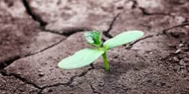Greenshoot through dry land