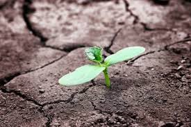Greenshoot through dry land