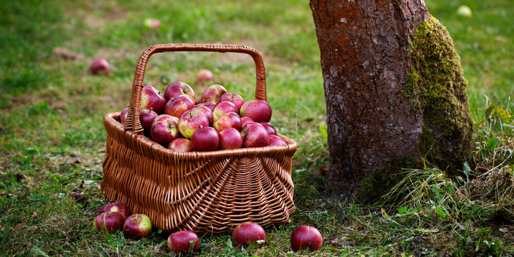 Picking the next Apple Picking the next Apple