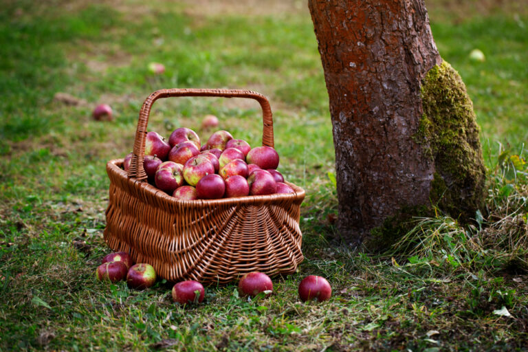 Picking the next Apple